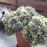 Flor De Pomar *