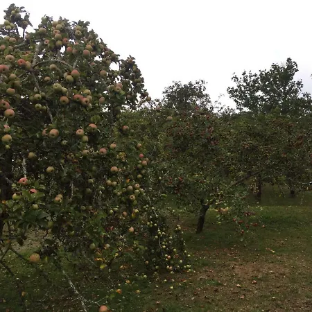 Flor De Pomar * Corao