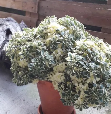 Flor De Pomar *