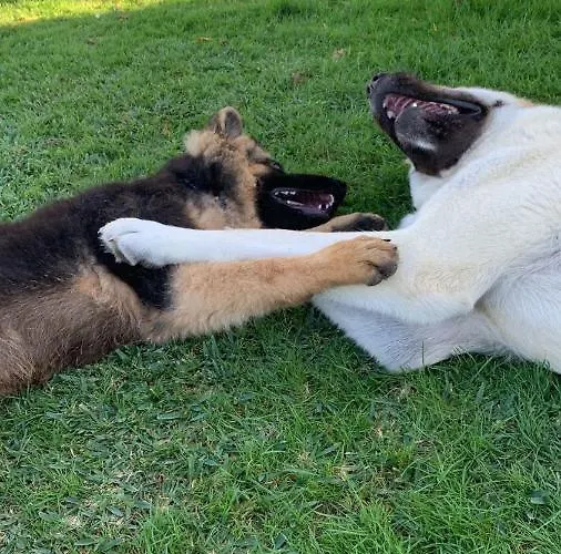 Flor De Pomar Dom wakacyjny